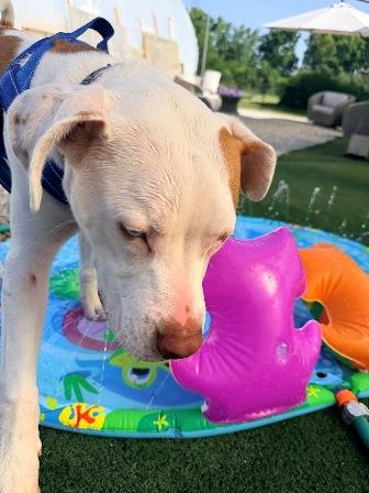 Enlarge Loki, a Adoptable mixed breed in West Milton, OH image 2/6