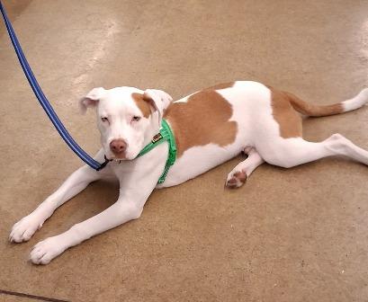 Loki, a ADOPTABLE mixed breed in West Milton, OH image 6/6
