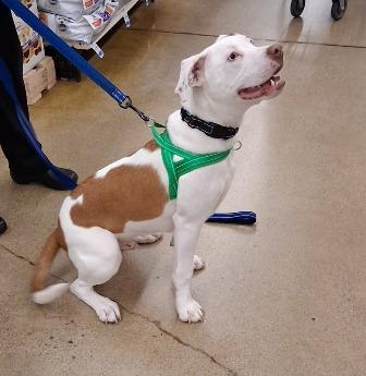 Loki, a ADOPTABLE mixed breed in West Milton, OH image 1/6