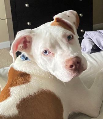 Loki, ADOPTABLE, Young Male Labrador Retriever & Terrier.