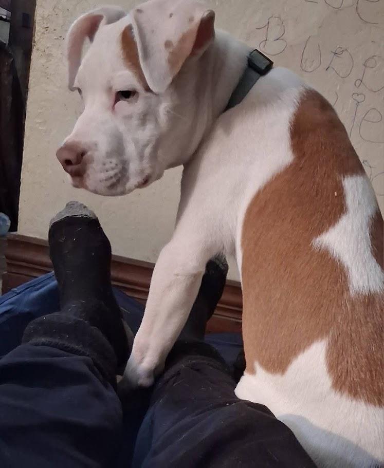 Enlarge Loki, a ADOPTABLE mixed breed in West Milton, OH image 4/4