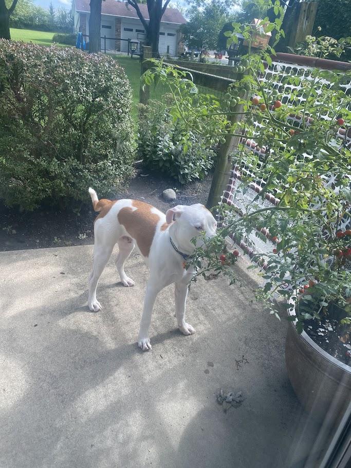 Enlarge Loki, a ADOPTABLE mixed breed in West Milton, OH image 6/6