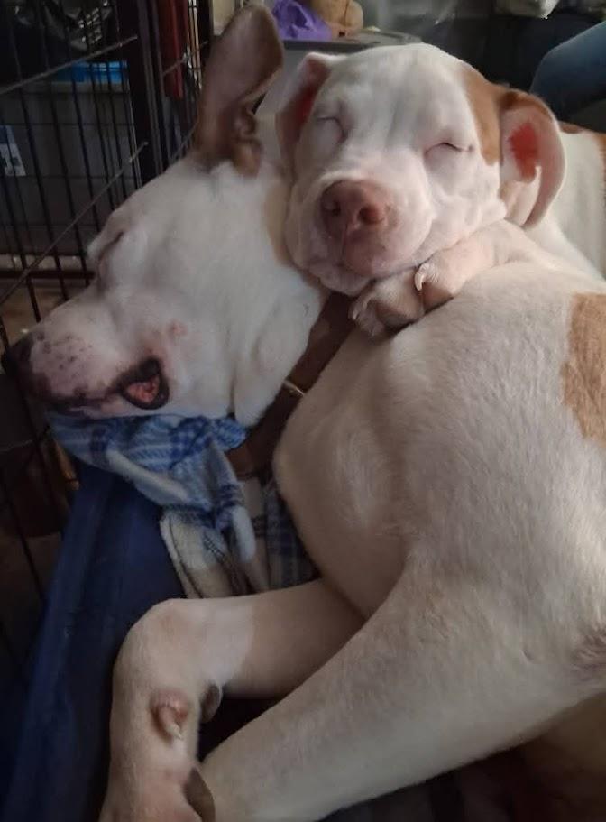 Enlarge Loki, a ADOPTABLE mixed breed in West Milton, OH image 3/4