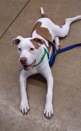 Loki, a ADOPTABLE mixed breed in West Milton, OH image 4/6