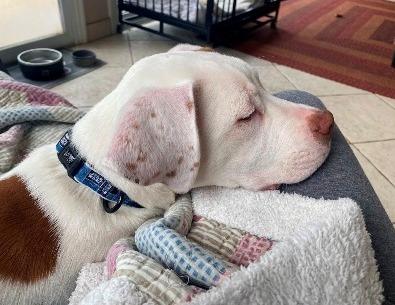 Enlarge Loki, a ADOPTABLE mixed breed in West Milton, OH image 2/4