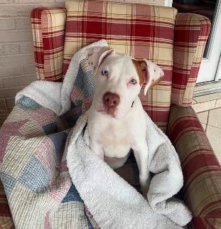 Enlarge Loki, a ADOPTABLE mixed breed in West Milton, OH image 1/4