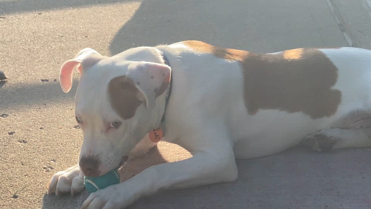 Enlarge Loki, a ADOPTABLE mixed breed in West Milton, OH video 2/6