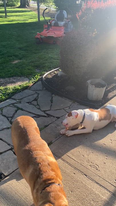 Enlarge Loki, a ADOPTABLE mixed breed in West Milton, OH video 4/6