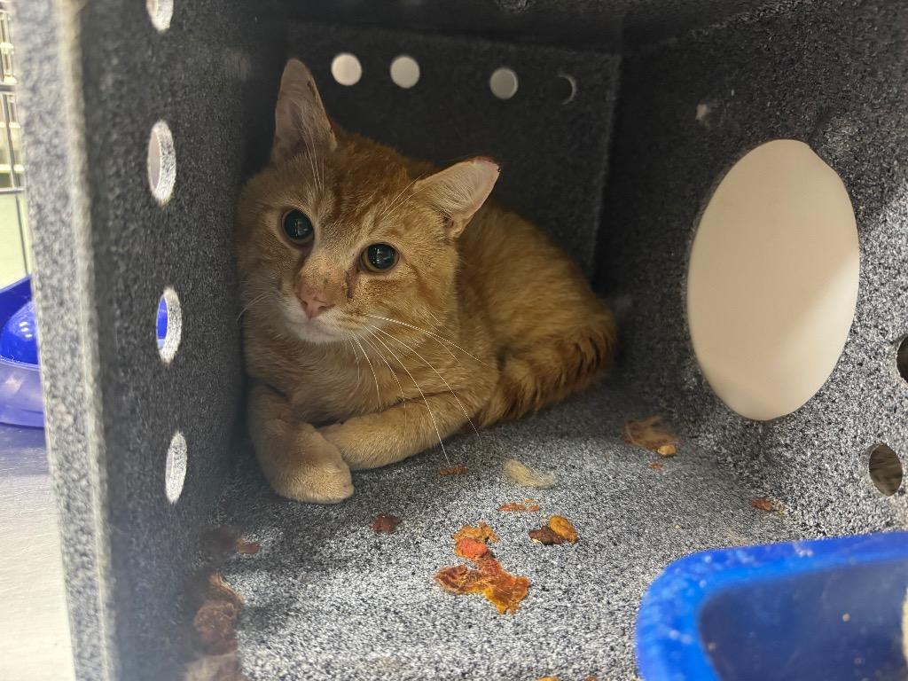 Enlarge Martin Cat 2 Feral, a Adoptable mixed breed in Danielsville, GA image 1/1