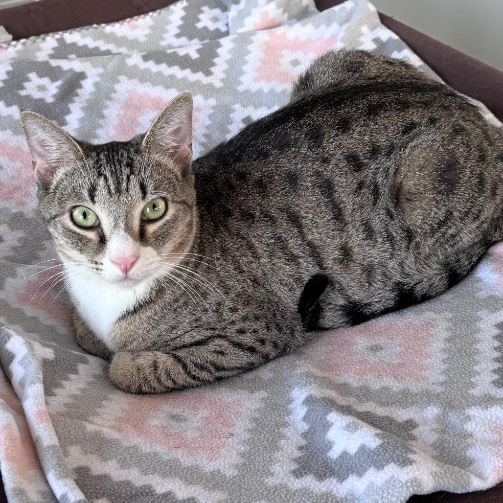 Enlarge Sparky, a Adoptable Domestic Short Hair in Chapel Hill, NC image 1/6