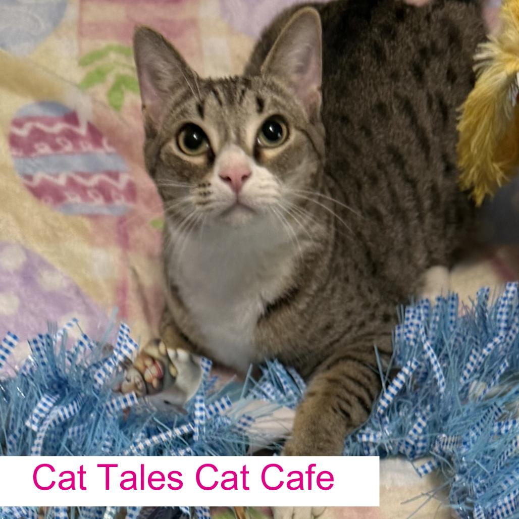 Enlarge Sparky, a Adoptable Domestic Short Hair in Chapel Hill, NC image 2/6