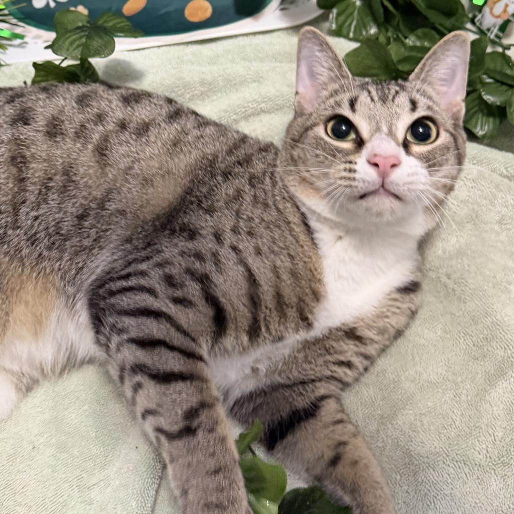 Enlarge Sparky, a Adoptable Domestic Short Hair in Chapel Hill, NC image 3/6