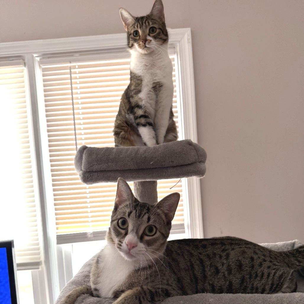 Enlarge Sparky, a Adoptable Domestic Short Hair in Chapel Hill, NC image 4/6