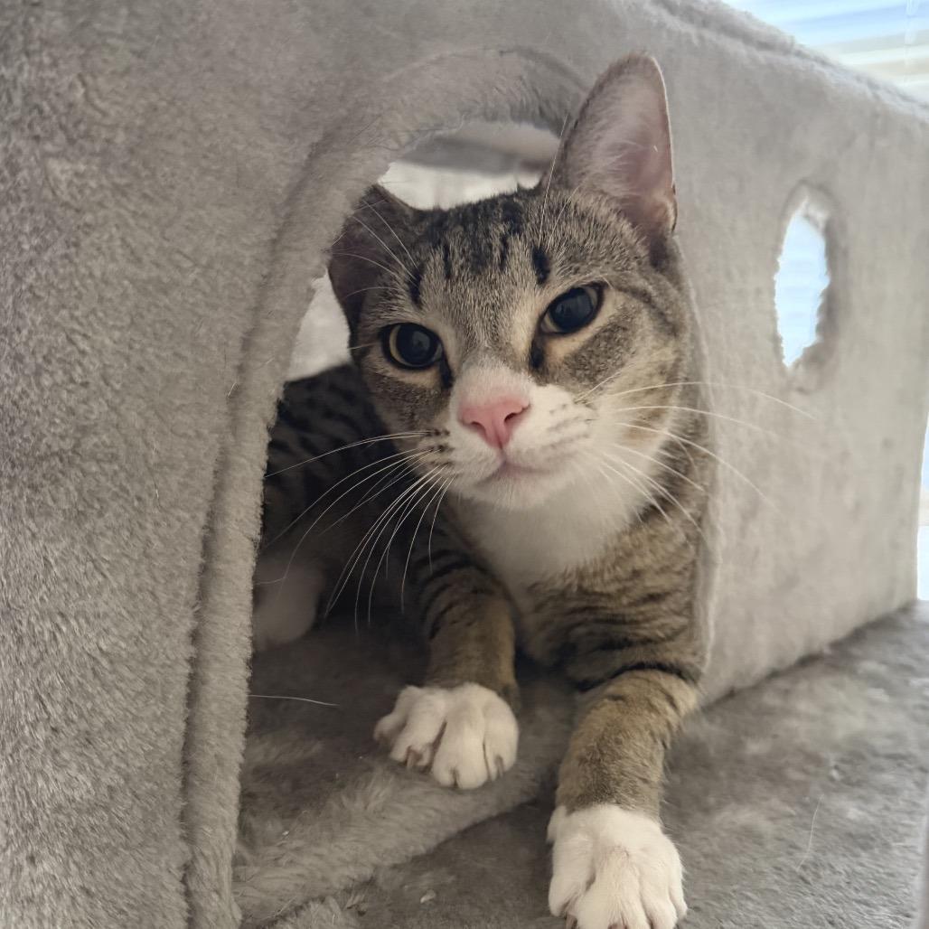 Enlarge Sparky, a Adoptable Domestic Short Hair in Chapel Hill, NC image 5/6