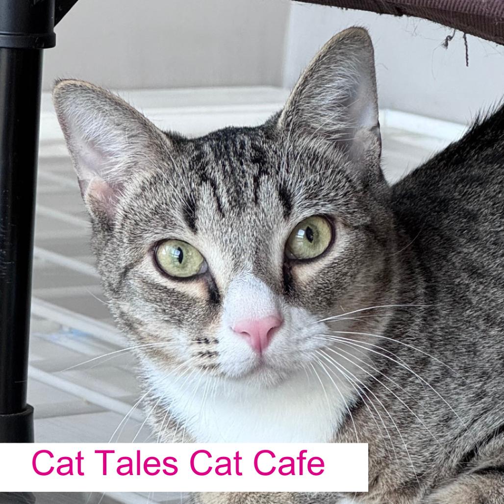 Enlarge Sparky, a Adoptable Domestic Short Hair in Chapel Hill, NC image 6/6