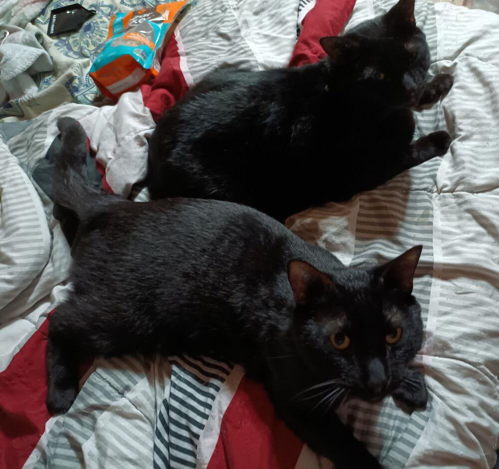 Eclipse, Adoptable, Young Male Domestic Short Hair.