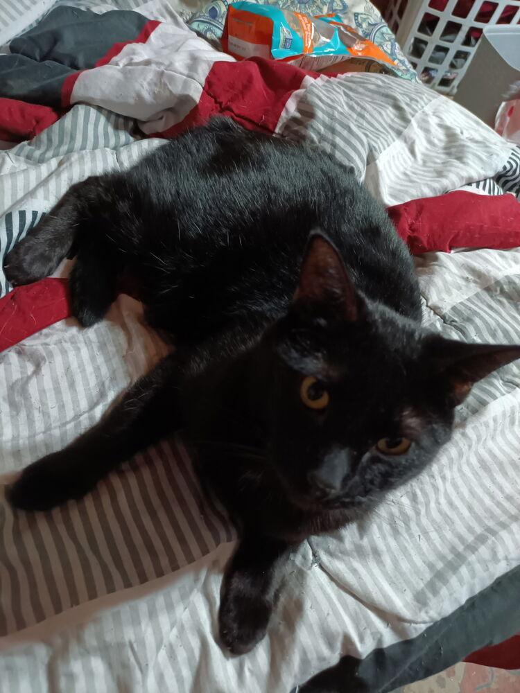 Enlarge Eclipse, a Adoptable Domestic Short Hair in Orlando, FL image 2/2