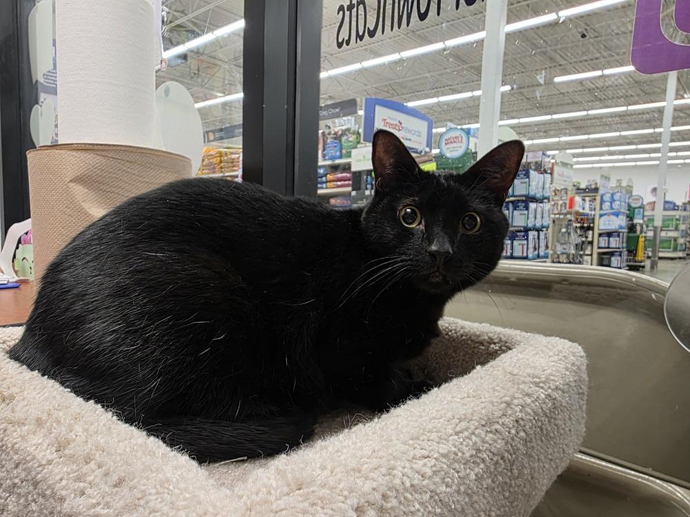 Enlarge Eclipse, a Adoptable Domestic Short Hair in Orlando, FL image 3/3