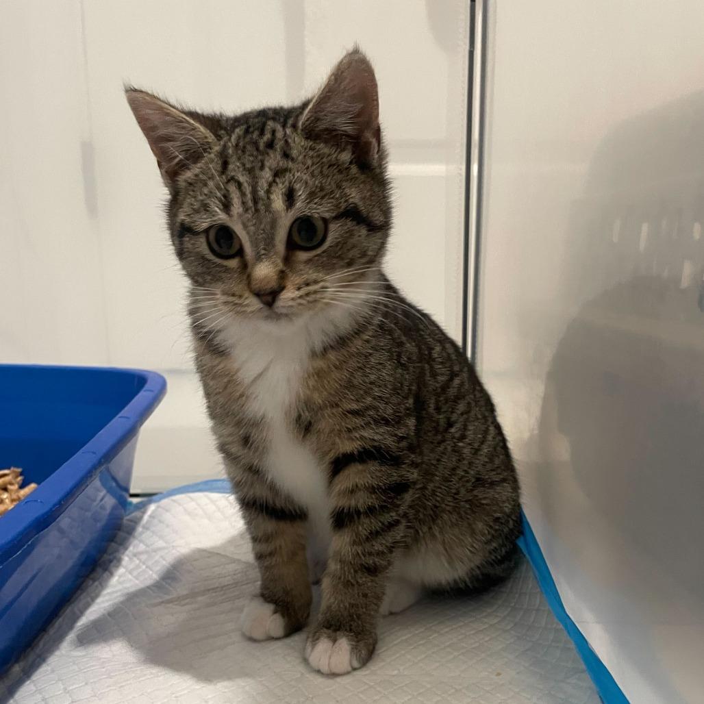 Fettuccine (Lusi), Adoptable, Kitten Female Domestic Short Hair.