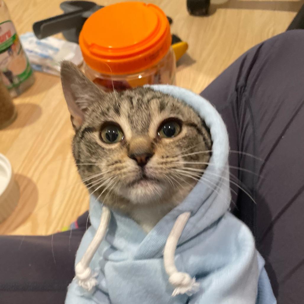 Fettuccine (Lusi), a Adoptable Domestic Short Hair in New York, NY image 2/6