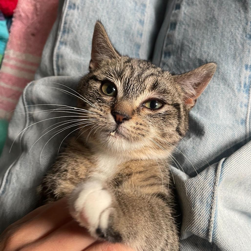 Fettuccine (Lusi), a Adoptable Domestic Short Hair in New York, NY image 3/6