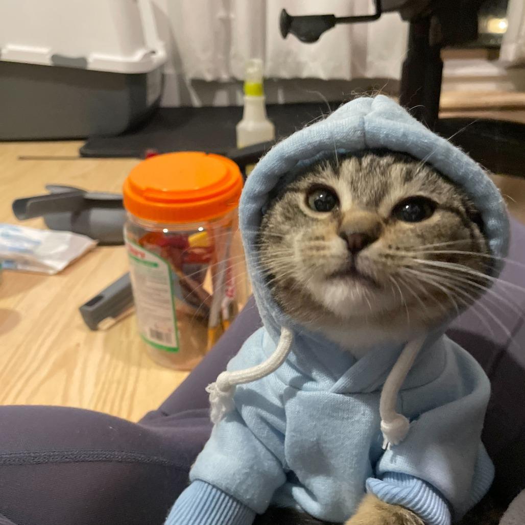 Fettuccine (Lusi), a Adoptable Domestic Short Hair in New York, NY image 4/6