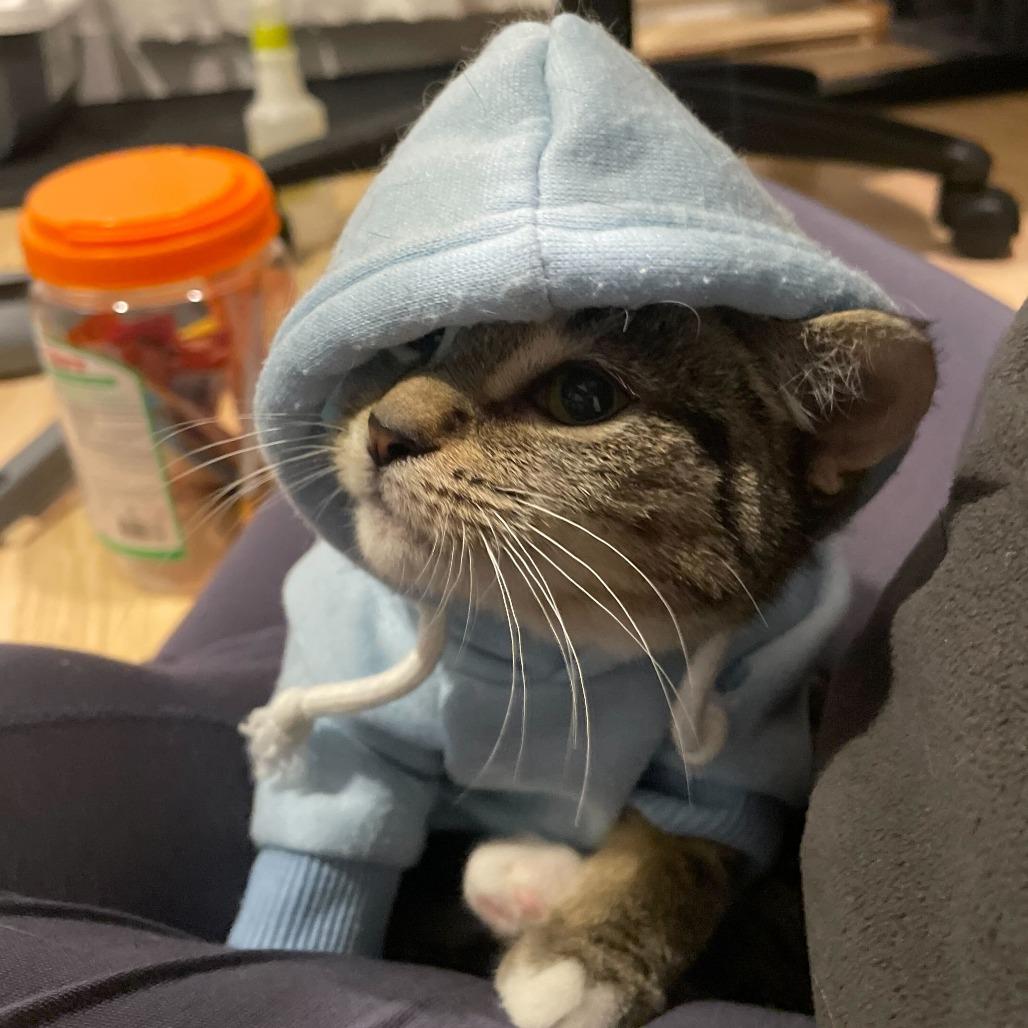 Fettuccine (Lusi), a Adoptable Domestic Short Hair in New York, NY image 5/6