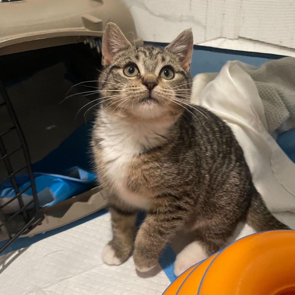 Fettuccine (Lusi), a Adoptable Domestic Short Hair in New York, NY image 6/6