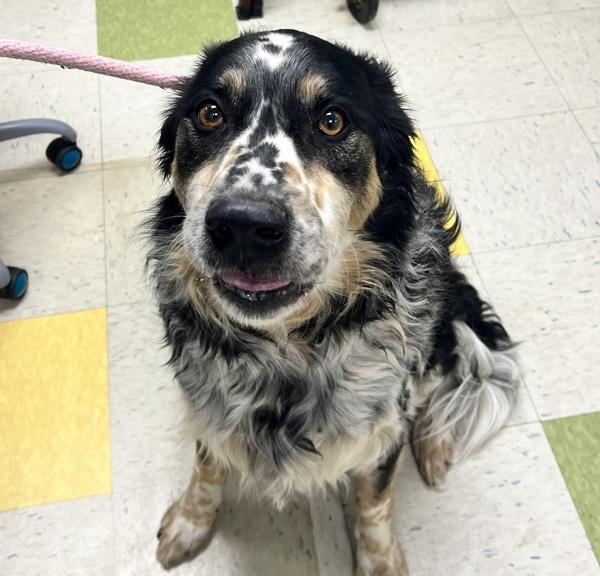 Teddy Bear, Adoptable, Adult Male Australian Shepherd.