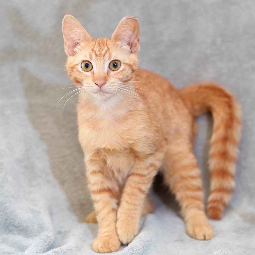 Tahini, Adoptable, Kitten Female Domestic Short Hair.