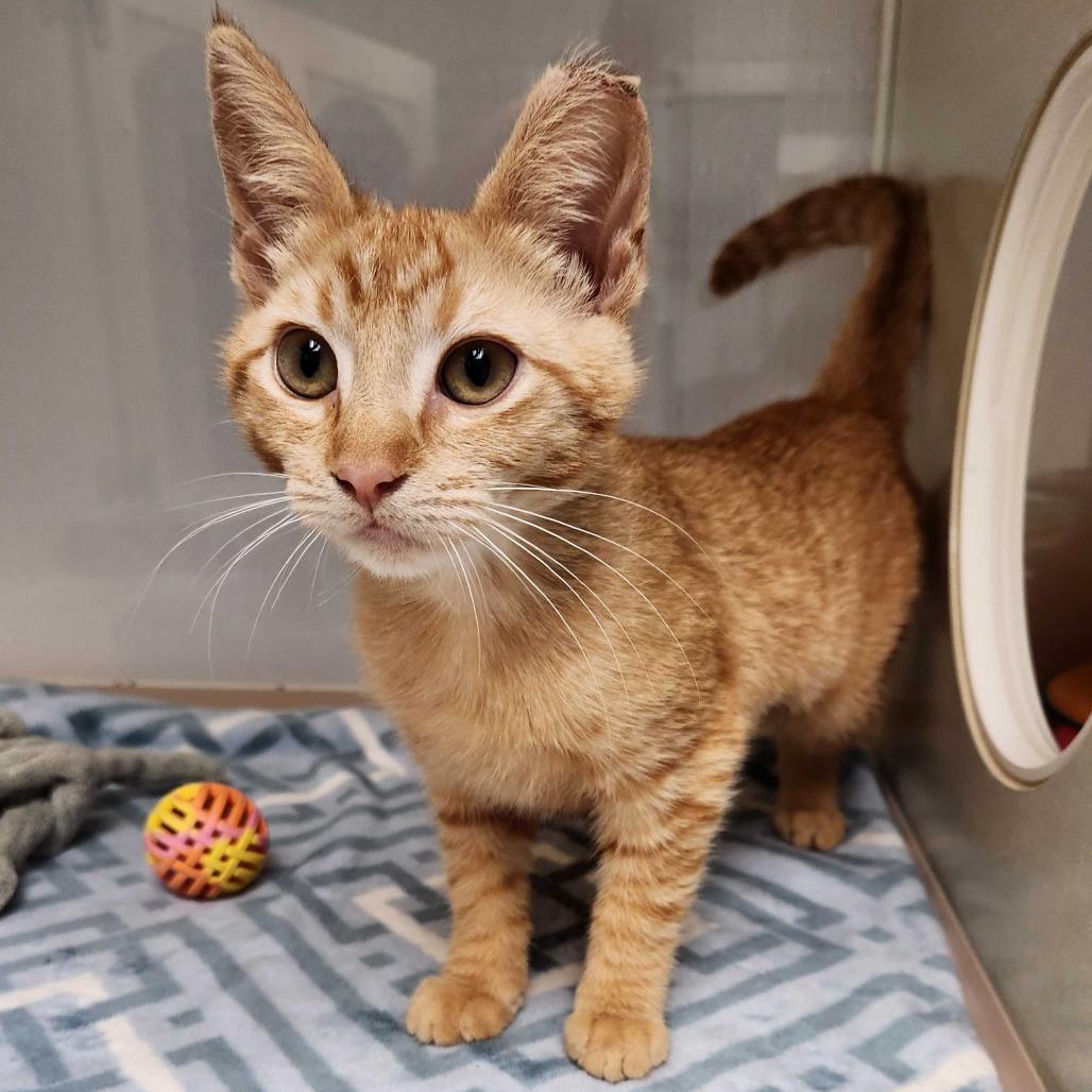 Enlarge Tahini, a Adoptable Domestic Short Hair in Sunnyvale, CA image 3/3