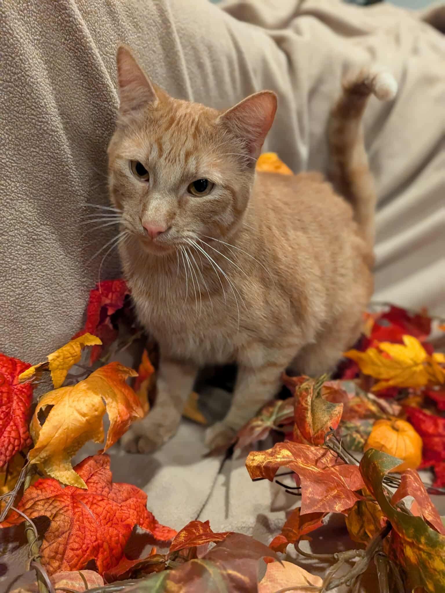 McNugget, a Adoptable Domestic Short Hair in Sioux Falls, SD image 1/2