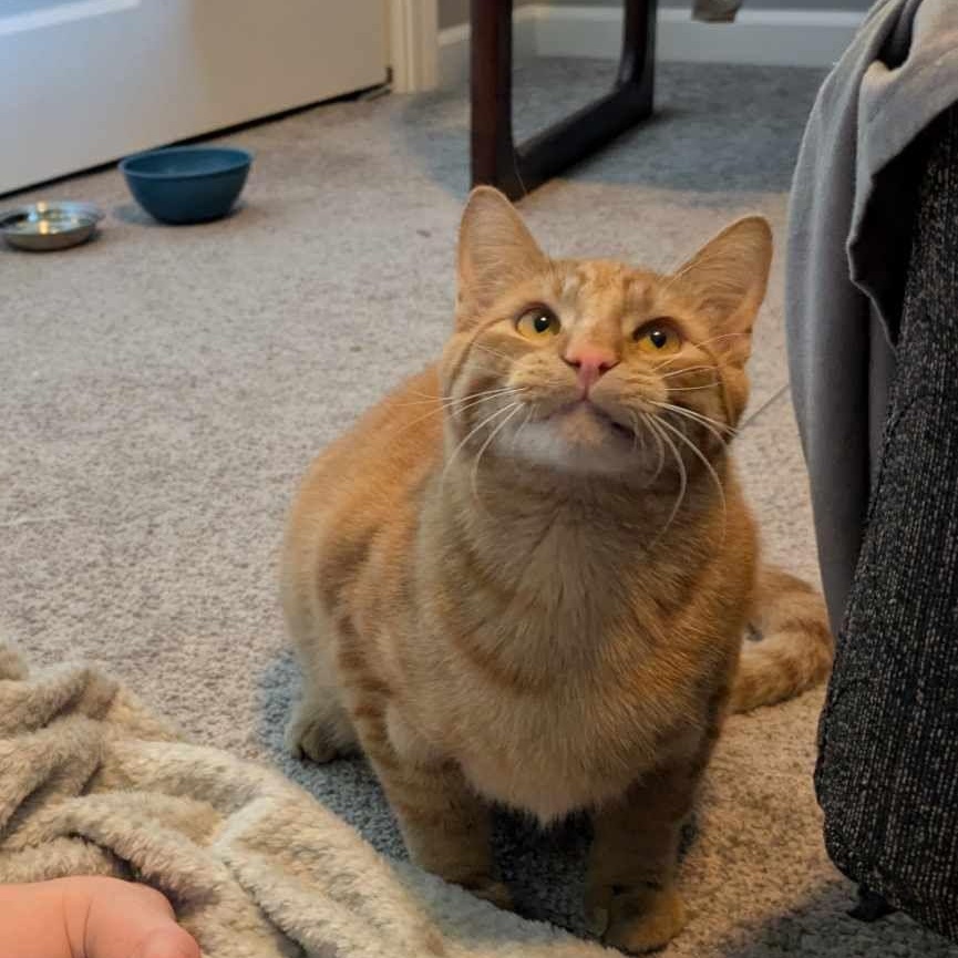 McNugget, Young Male unknown