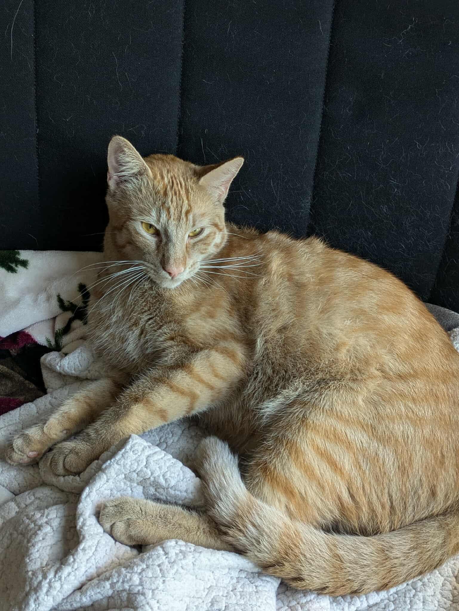 McNugget
