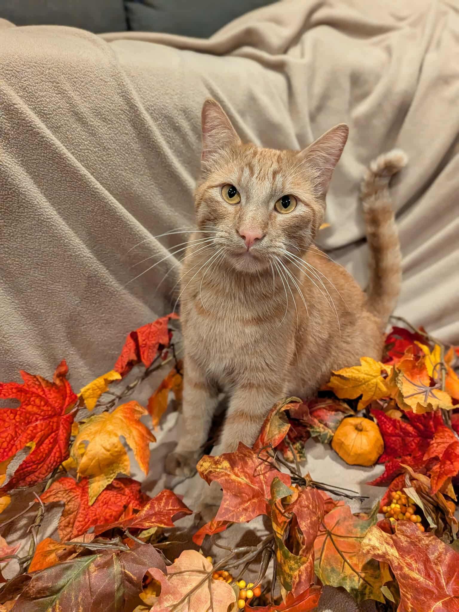 McNugget, a Adoptable Domestic Short Hair in Sioux Falls, SD image 2/2