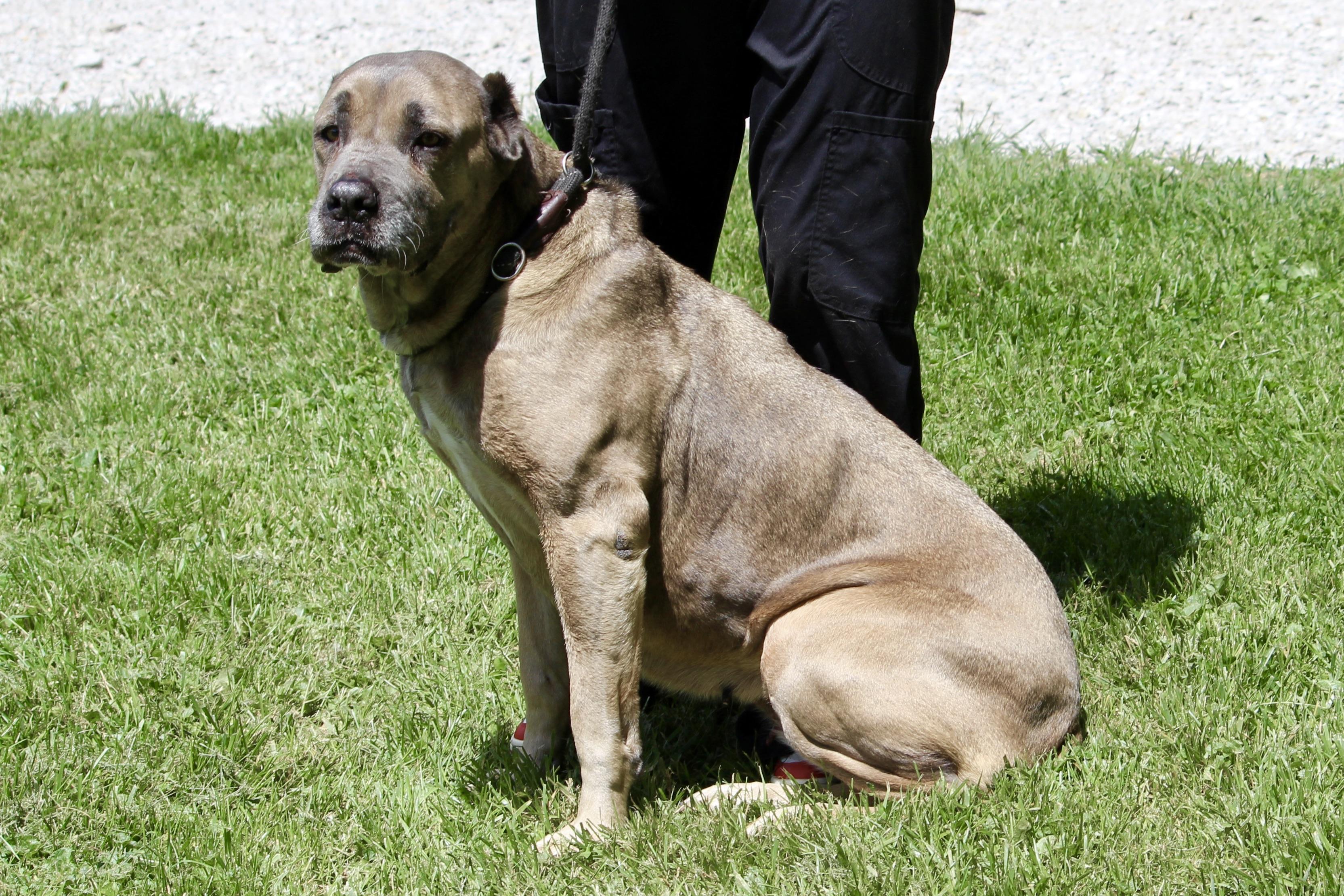 Enlarge LUELLA, an adopted Mixed Breed in Brazil, IN image 5/5