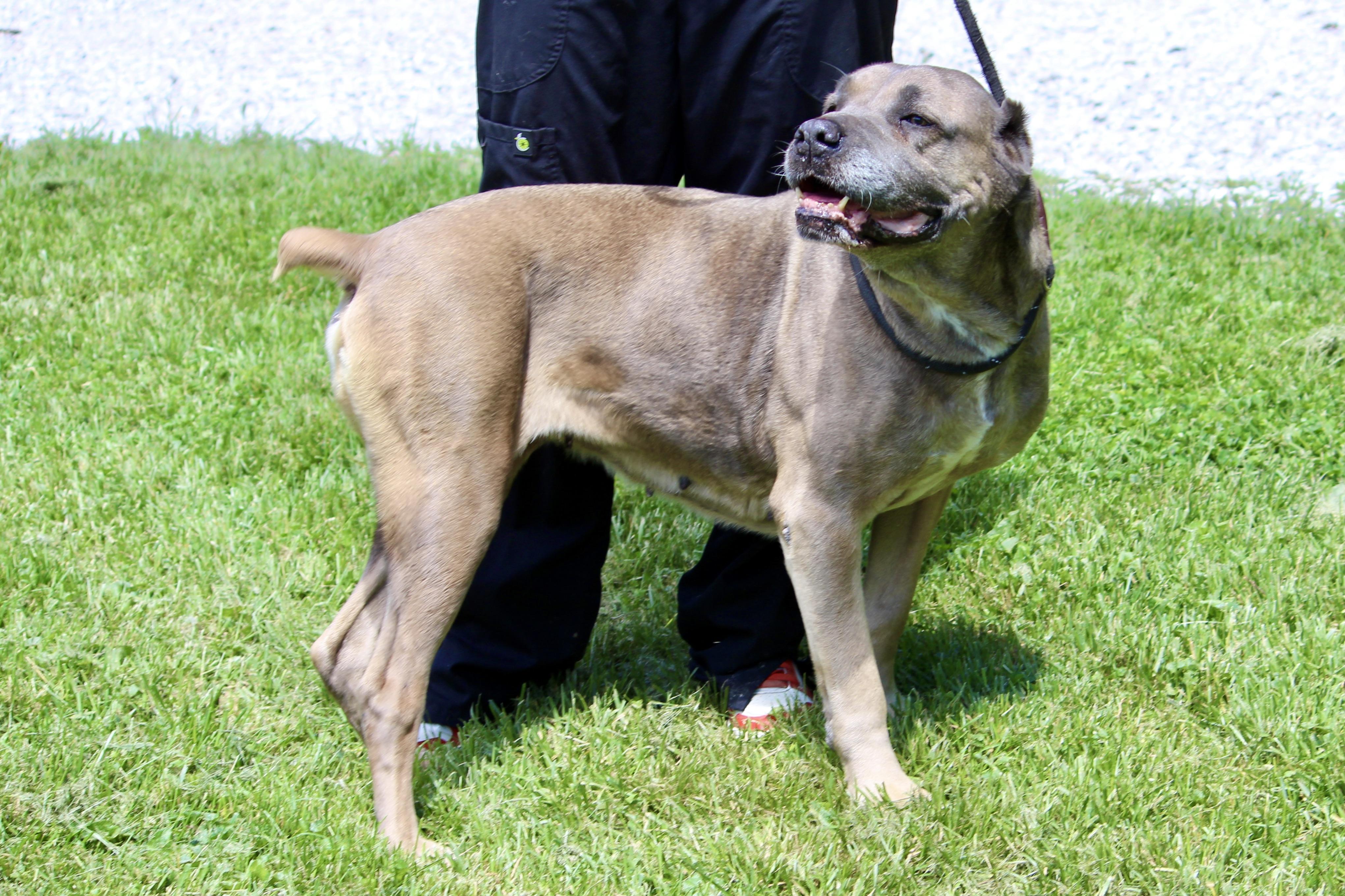 Enlarge LUELLA, an adopted Mixed Breed in Brazil, IN image 3/5