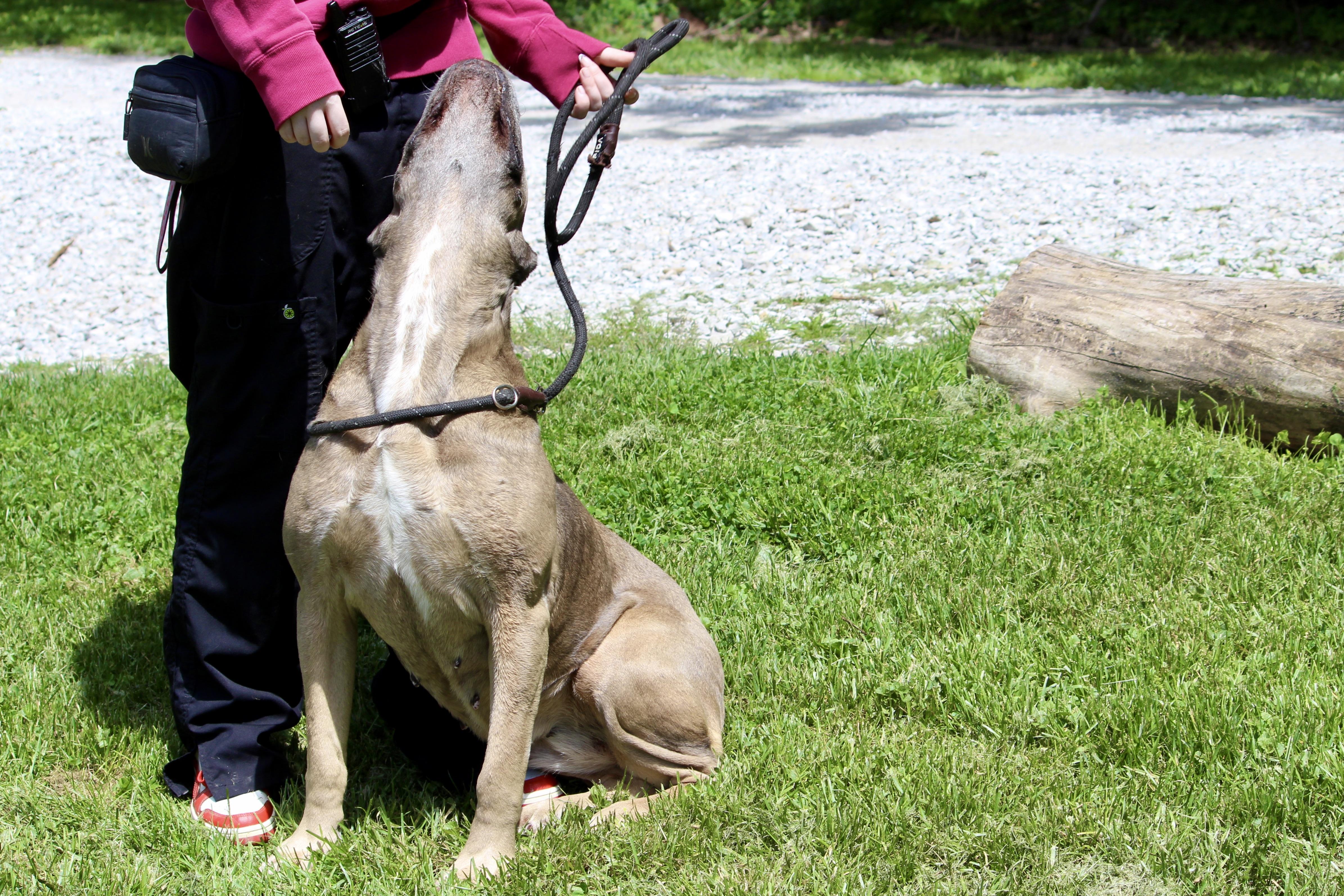 Enlarge LUELLA, an adopted Mixed Breed in Brazil, IN image 4/5