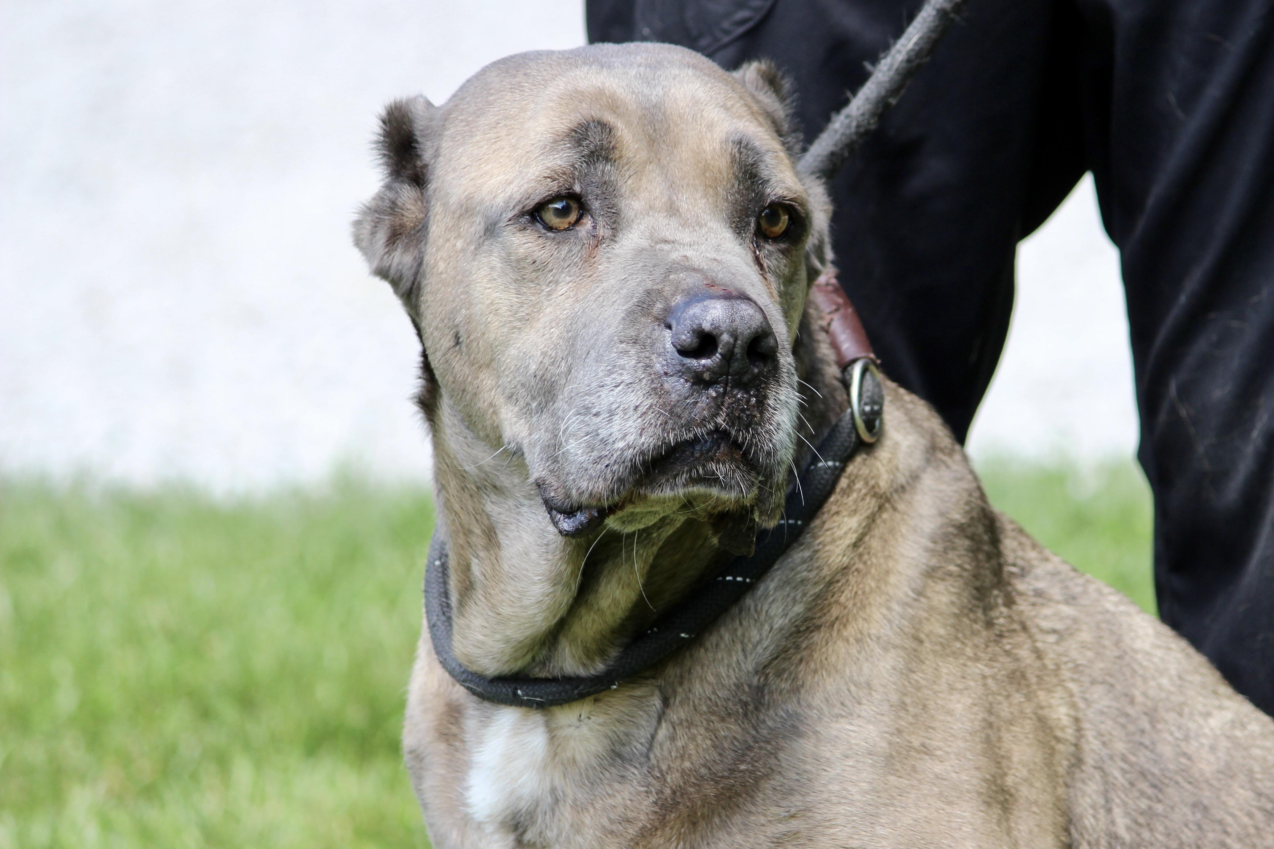 Enlarge LUELLA, an adopted Mixed Breed in Brazil, IN image 2/5