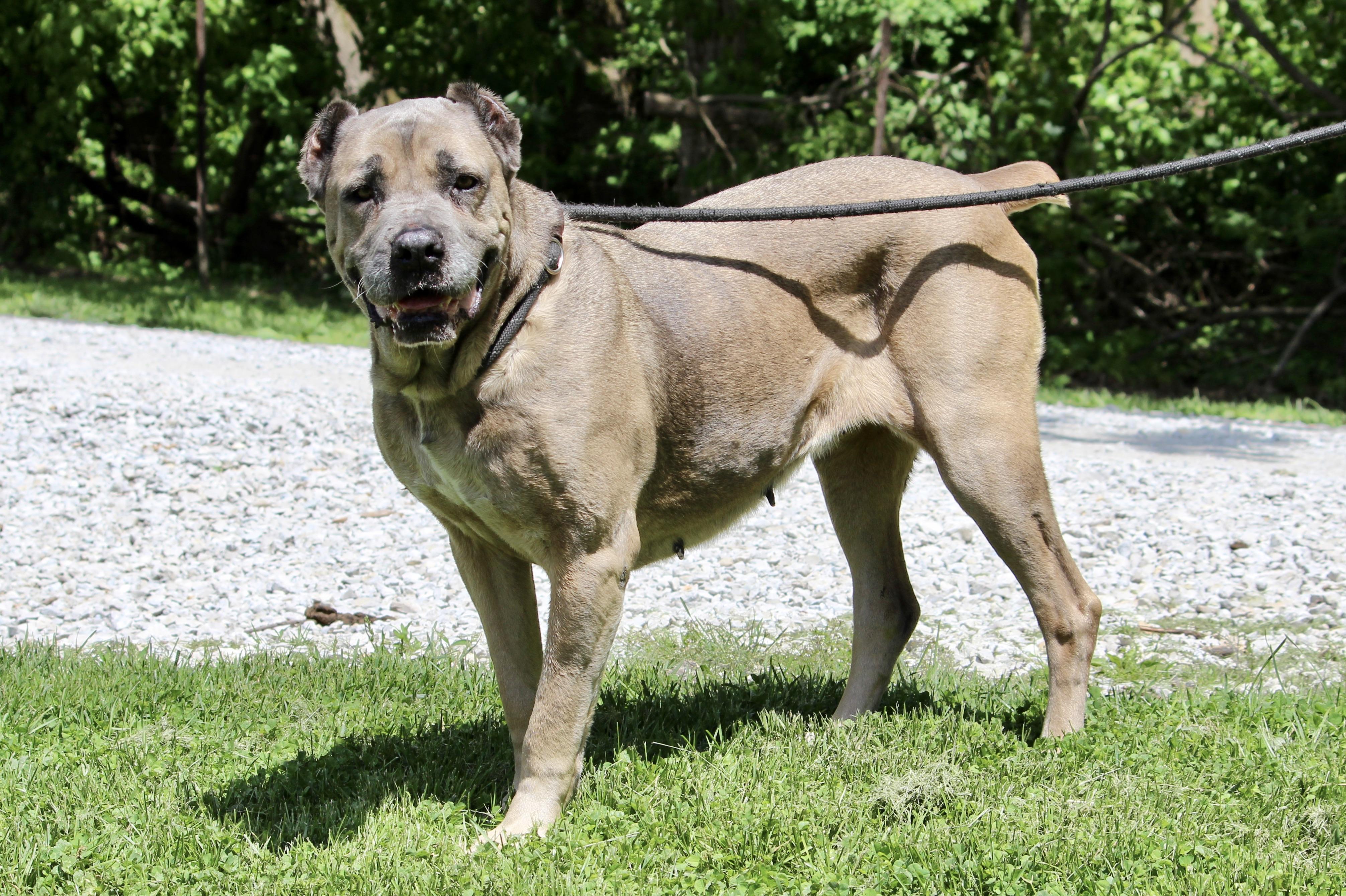 LUELLA, adopted, Senior Female Mixed Breed.