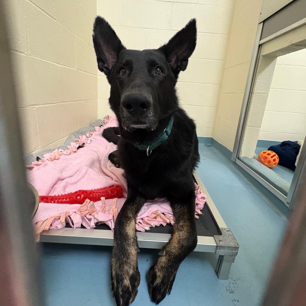 Enlarge Leo, a ADOPTABLE German Shepherd Dog in Brockton, MA image 4/5