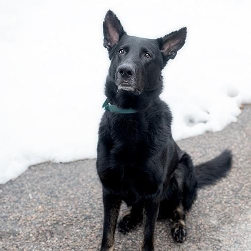 Enlarge Leo, a ADOPTABLE German Shepherd Dog in Brockton, MA image 2/5