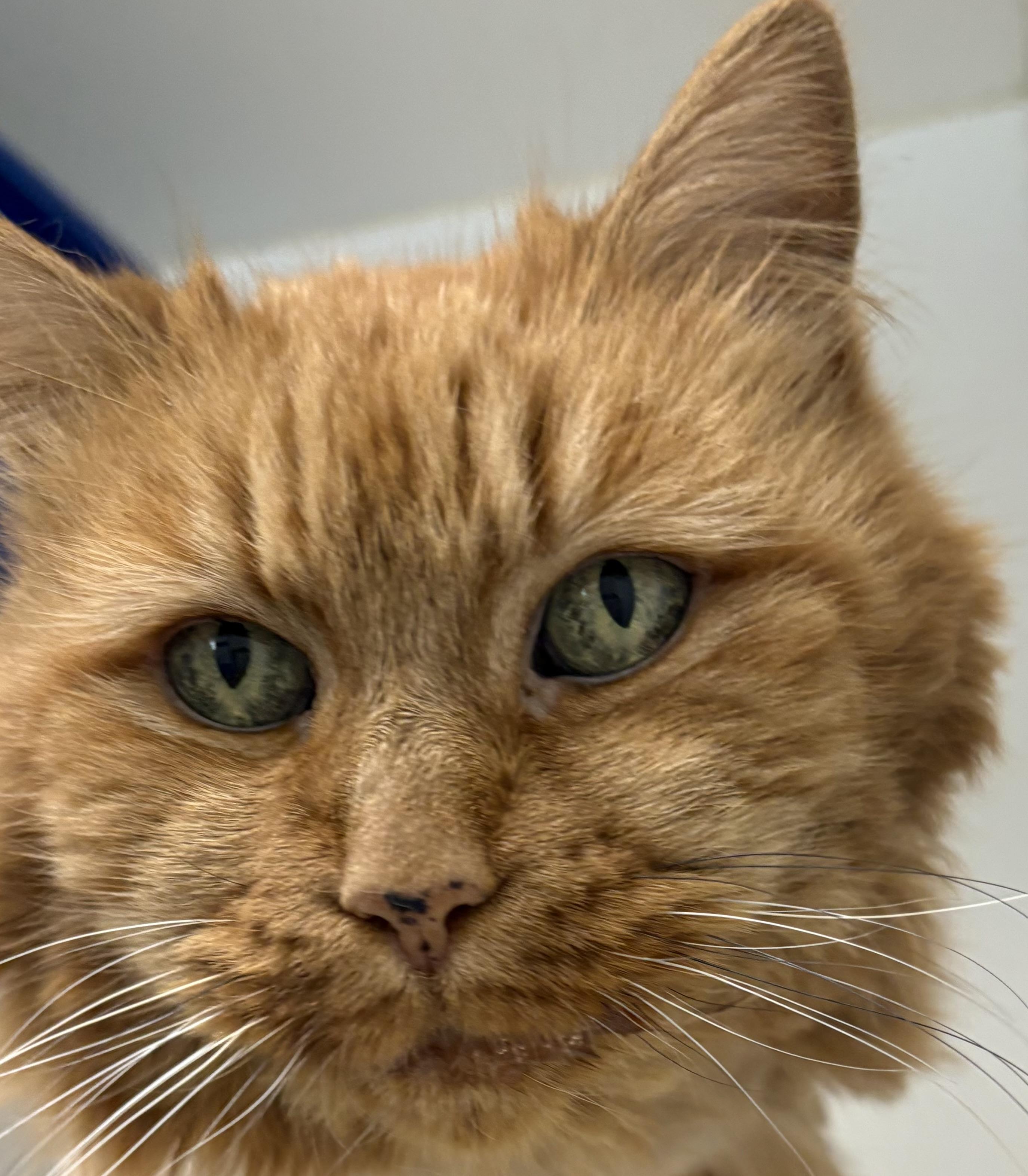Enlarge Marilyn, an adopted Domestic Medium Hair in Mansfield, CT image 1/2