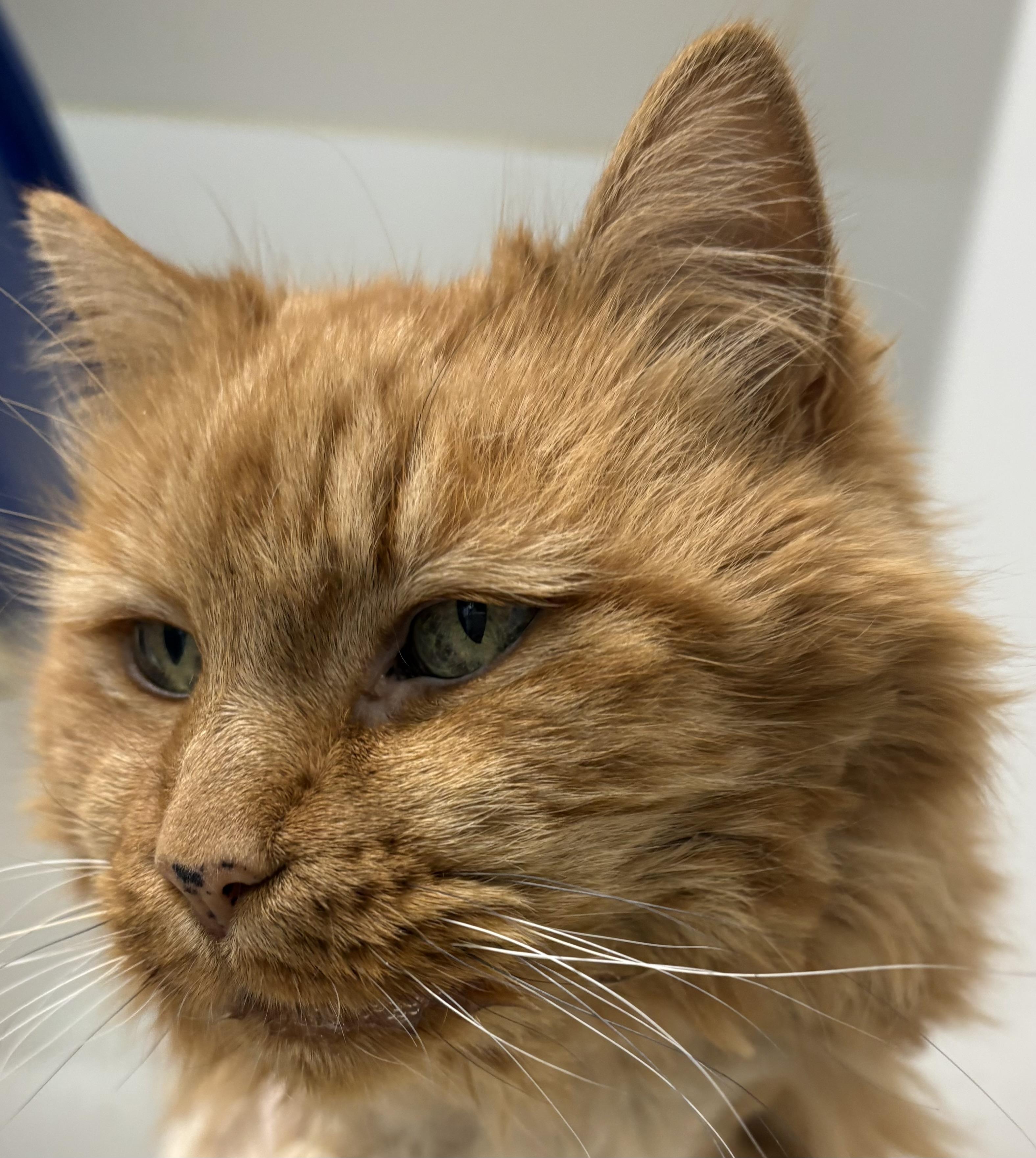 Enlarge Marilyn, an adopted Domestic Medium Hair in Mansfield, CT image 2/2