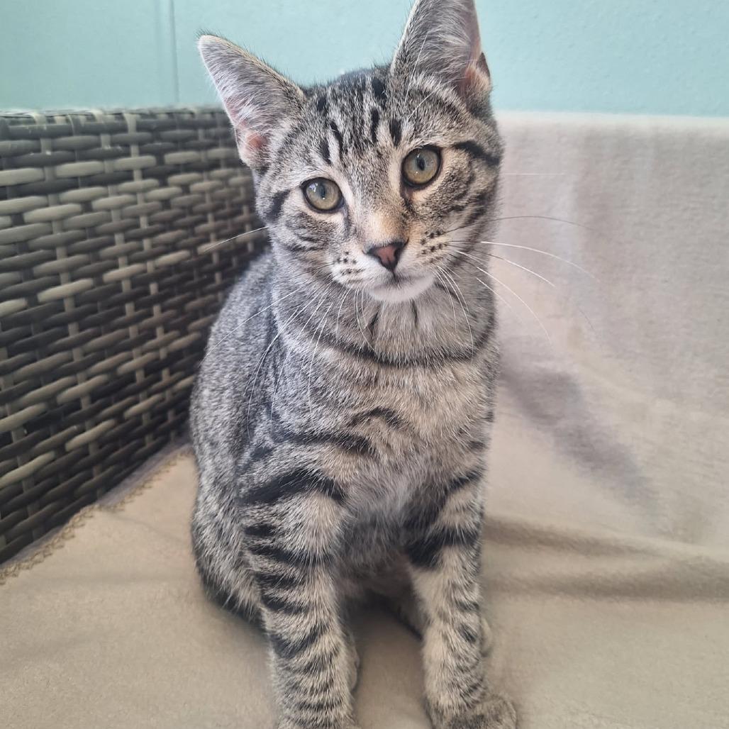 BenGo, Adoptable, Kitten Male Domestic Short Hair.