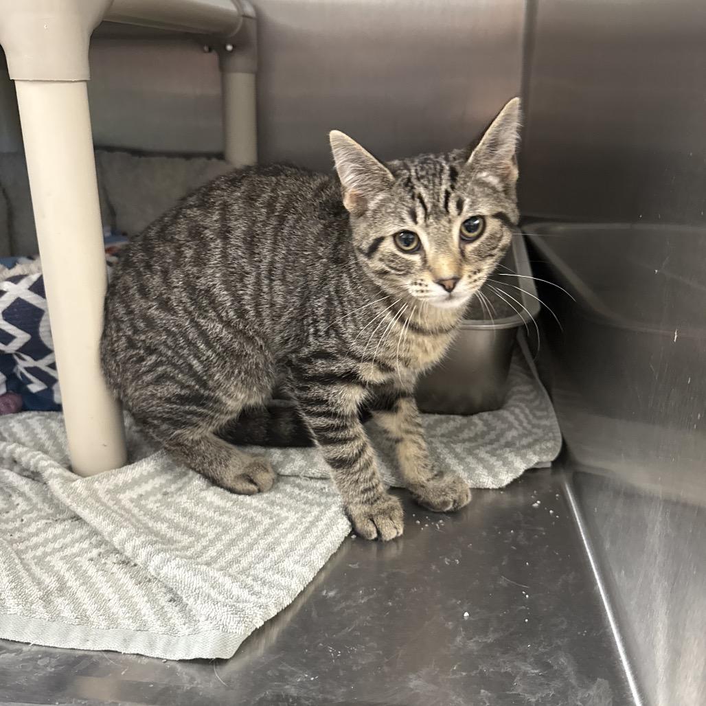 Enlarge BenGo, a Adoptable Domestic Short Hair in Attica, NY image 2/2