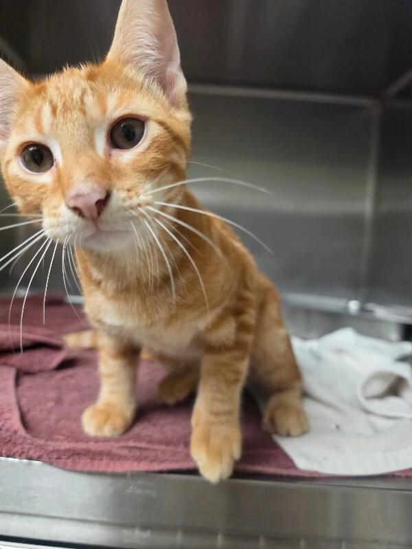 Dax, Adoptable, Young Male Tabby.