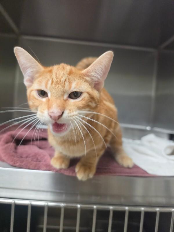 Enlarge Dax, a Adoptable Tabby in Bluffton, IN image 2/3