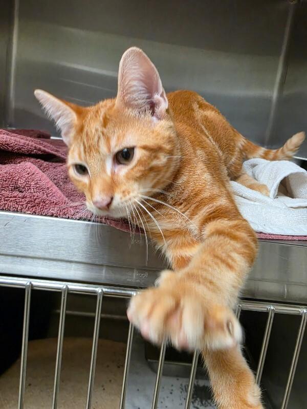 Enlarge Dax, a Adoptable Tabby in Bluffton, IN image 3/3