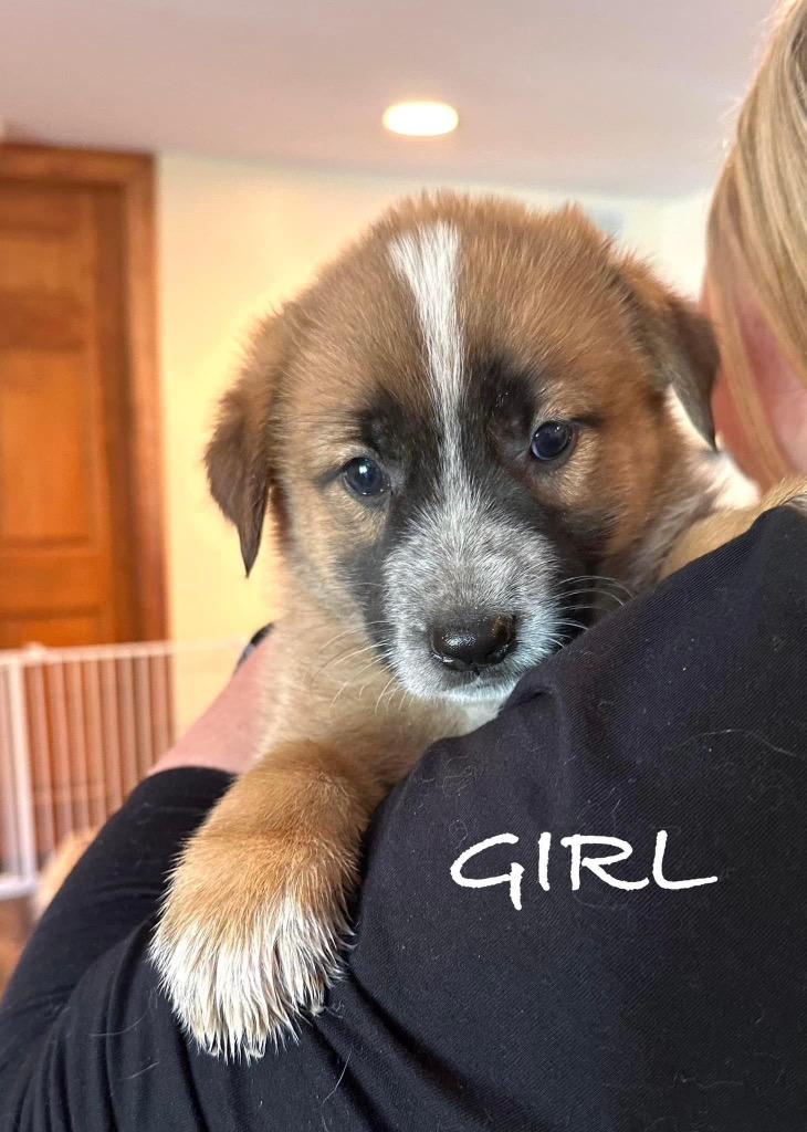 Moxie, a Adoptable mixed breed in Richfield, WI image 2/6